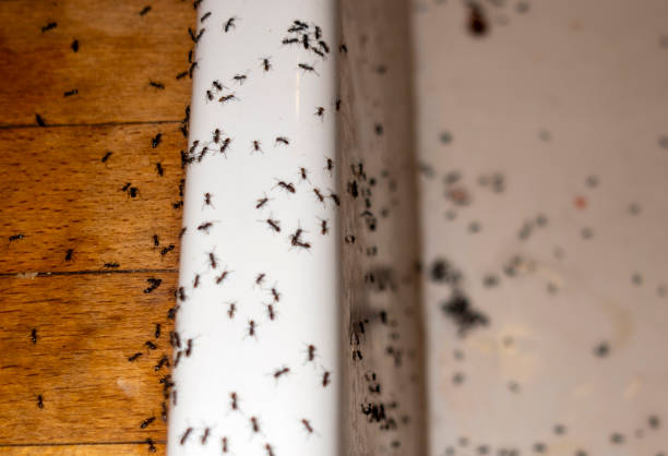Best Emergency Pest Control  in Gurdon, AR