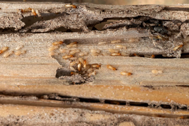 Best Pest Removal Services  in Gurdon, AR