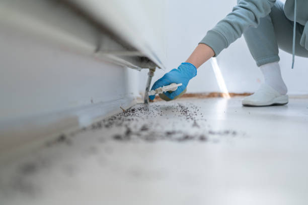Wasp Removal Services in Gurdon, AR